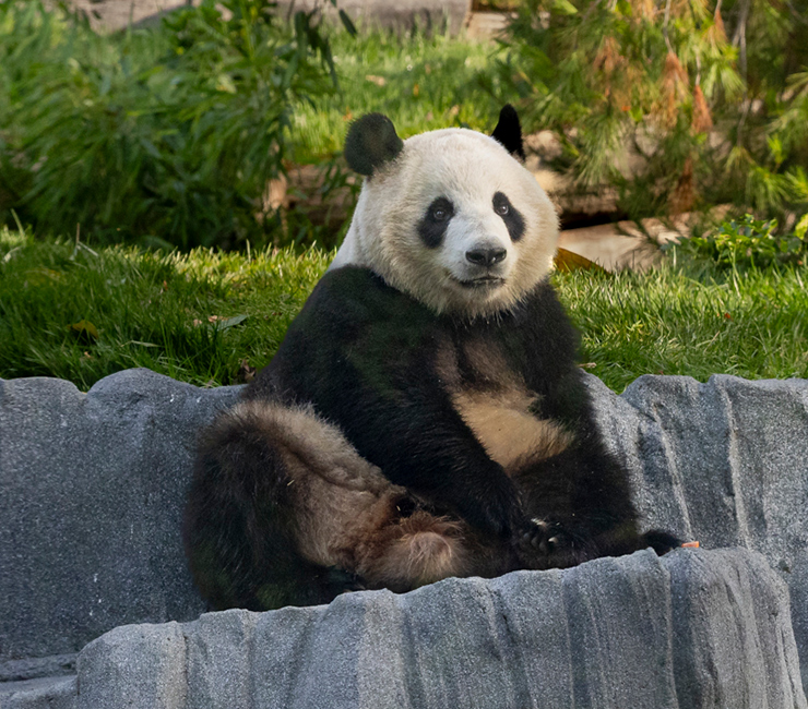 Pandas are one of the favorite attractions at the San Diego Zoo and discounted tickets are available at The Lodge at Torrey Pines.