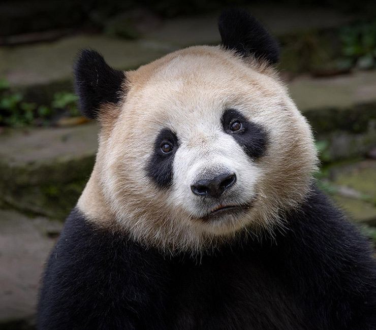 Close up Panda at the San Diego Zoo