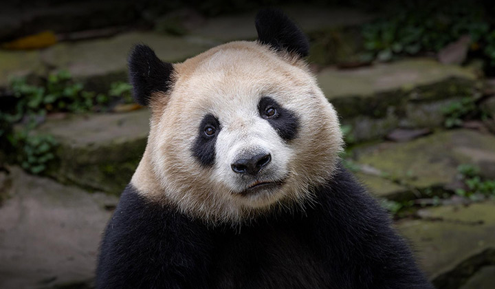 Close up Panda at the San Diego Zoo